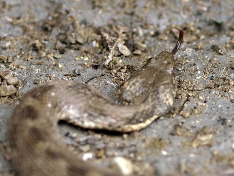 Natrix tessellata? No, Natrix maura