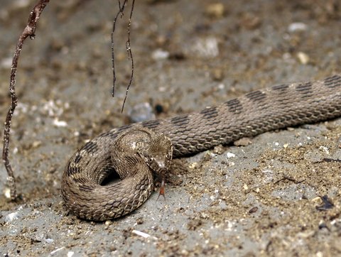 Natrix tessellata? No, Natrix maura