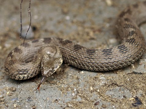 Natrix tessellata? No, Natrix maura