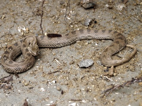 Natrix tessellata? No, Natrix maura