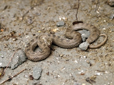 Natrix tessellata? No, Natrix maura