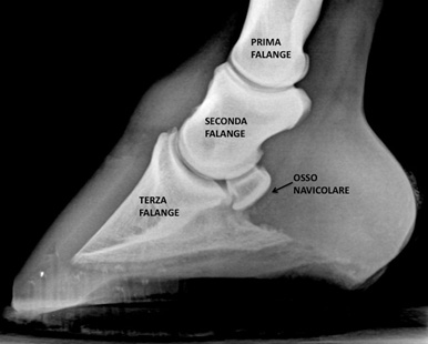 Dente? No frammento osseo