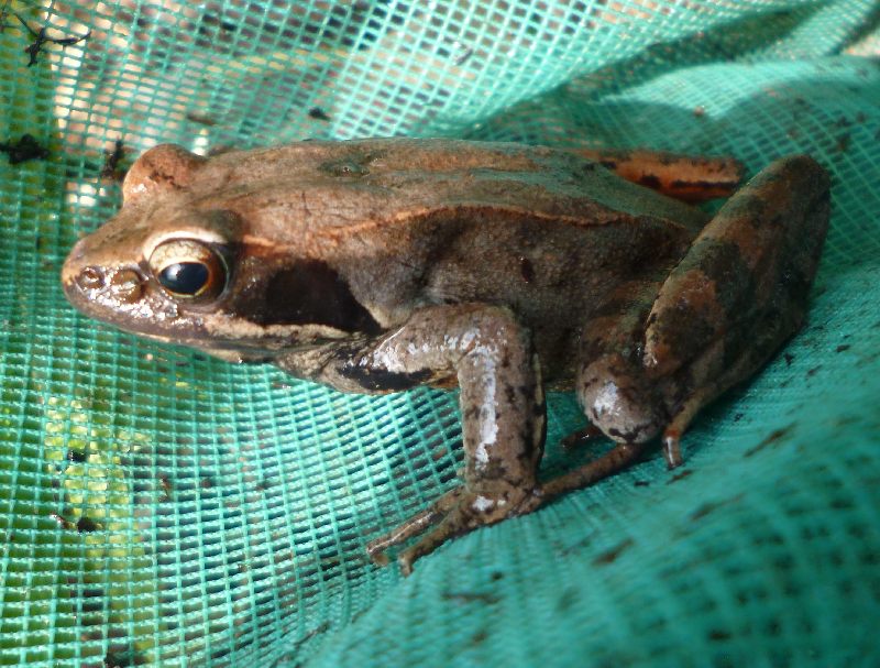 lataste? Rana latastei