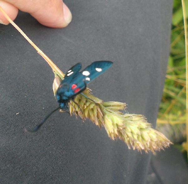 Zygaena (Zygaena) ephialtes? - Si