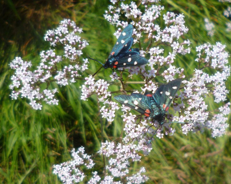 Zygaena (Zygaena) ephialtes? - Si