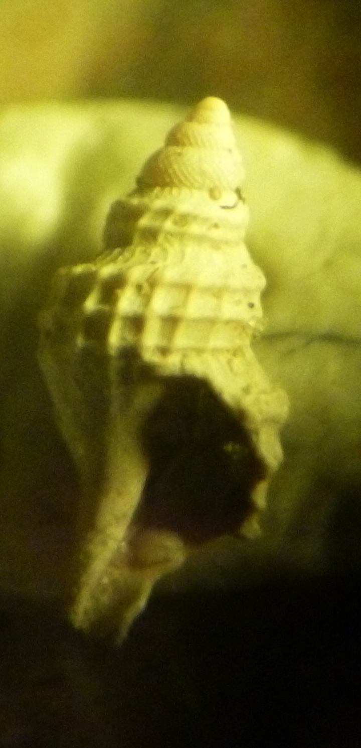 Daphnella romanii?