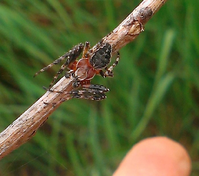 Larinioides cf. cornutus - Credera Rubbiano (CR)