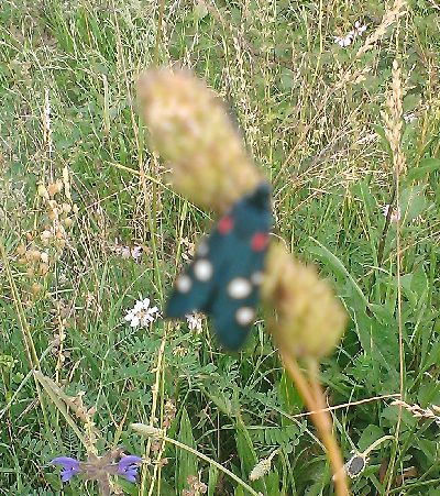 Zygaena (Zygaena) ephialtes? - Si