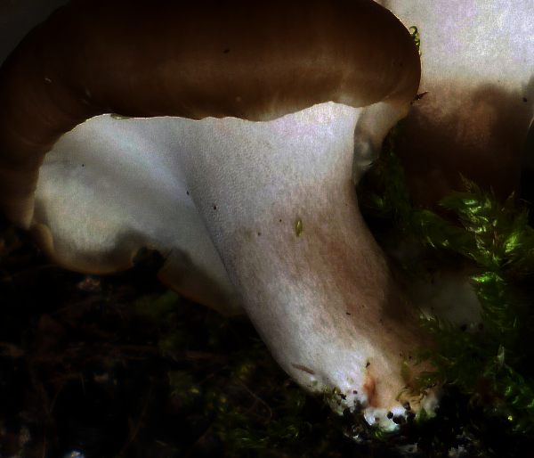 tipo Pleurotus ma senza lamelle