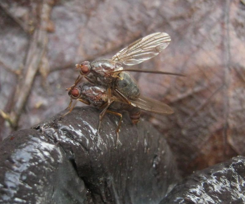 coppia su feci cinghiale: Dryomyza flaveola (Dryomyzidae)