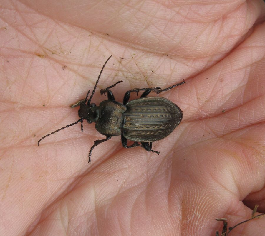 Carabus italicus sponda sx del Po