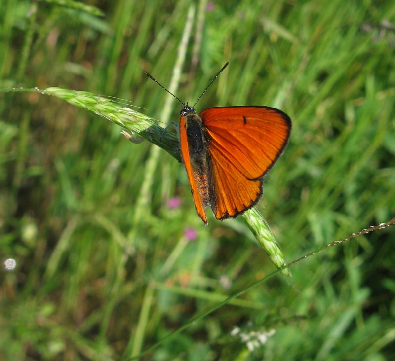 Lycaena dispar?