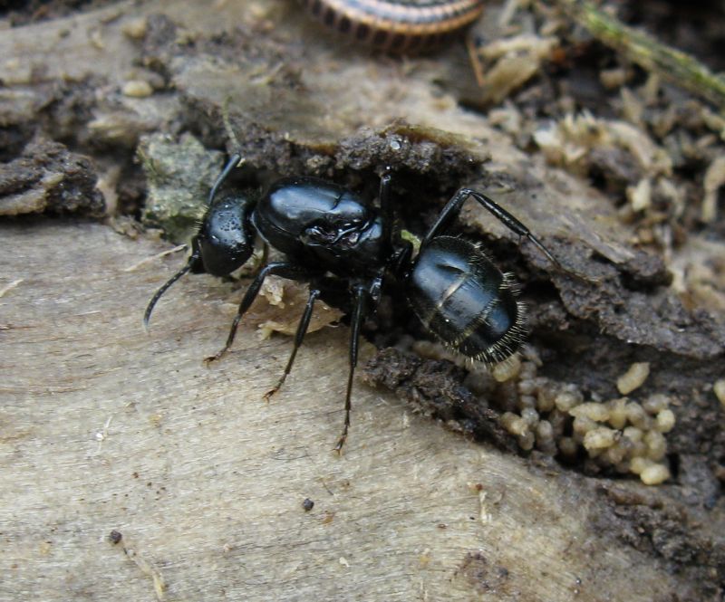 Camponotus vagus: regina fondatrice