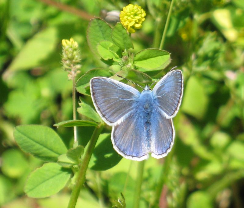  possibile identificarla?