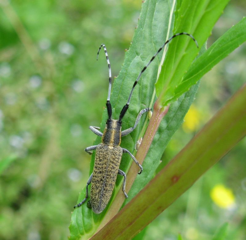 Agapanthia villosoviridescens ?