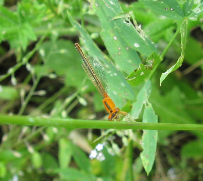 piccola, arancione e sfuocata :-) - Ischnura pumilio