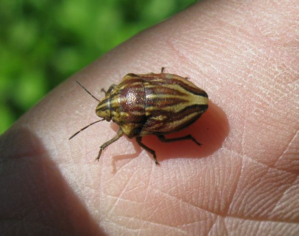 Scutelleridae: Odontotarsus purpureolineatus dell''Emilia