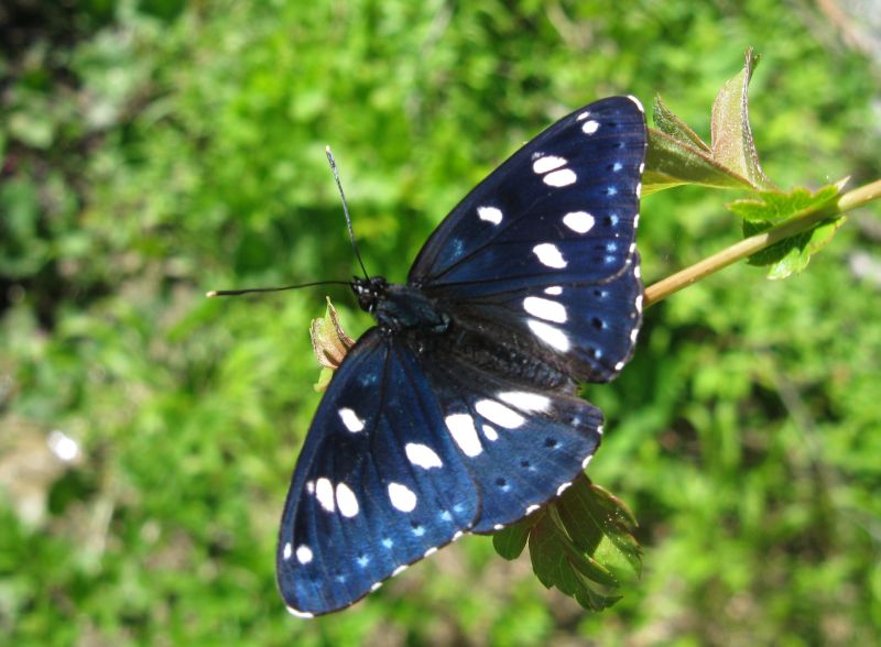 Limenitis reducta