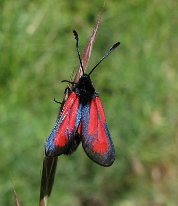 Mesembrynus purpuralis ?