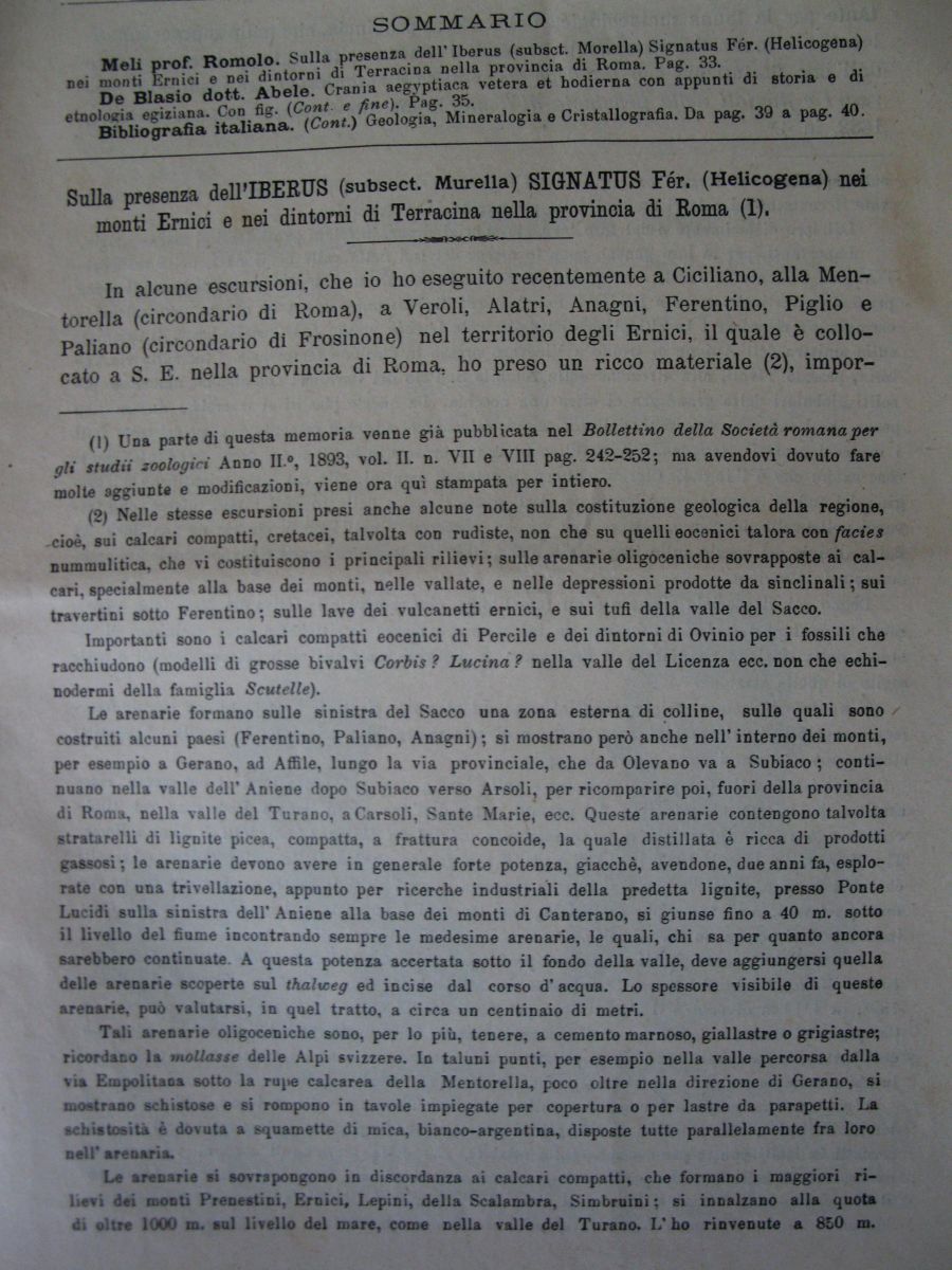 Meli Romolo , 1894 ,  Iberus signatus nella prv di Roma