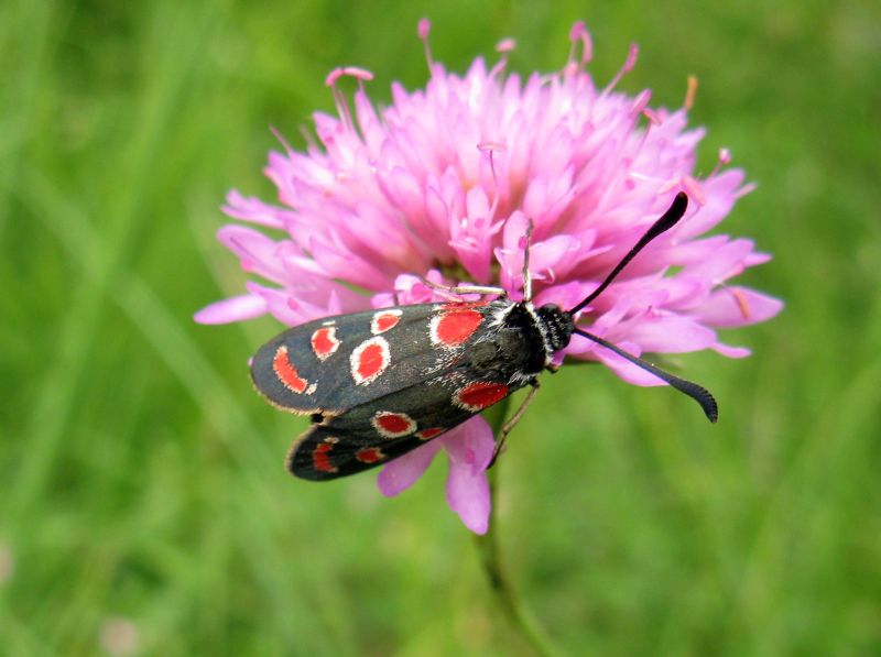 Agrumenia carniolica ?