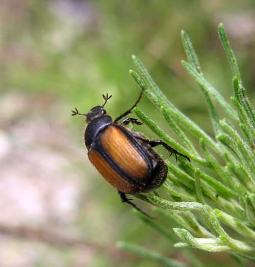 Omaloplia ruricola nicolasi