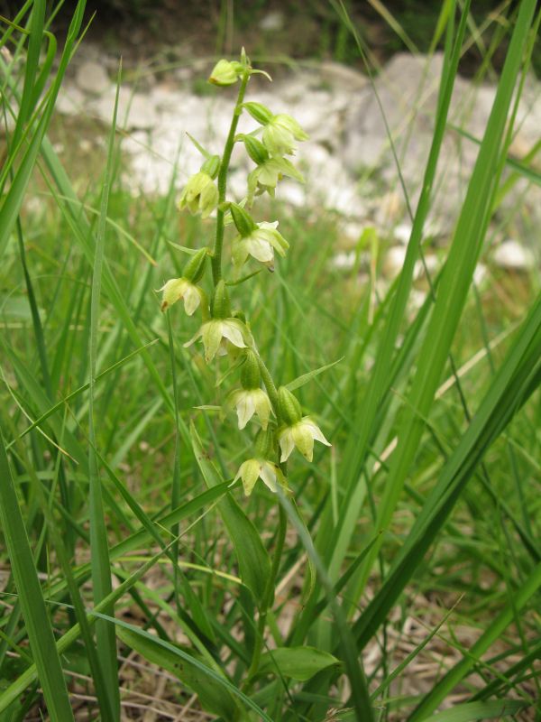 Epipactis muelleri