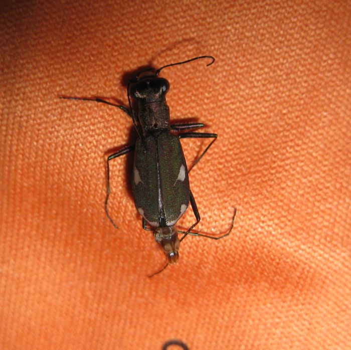 Cylindera germanica