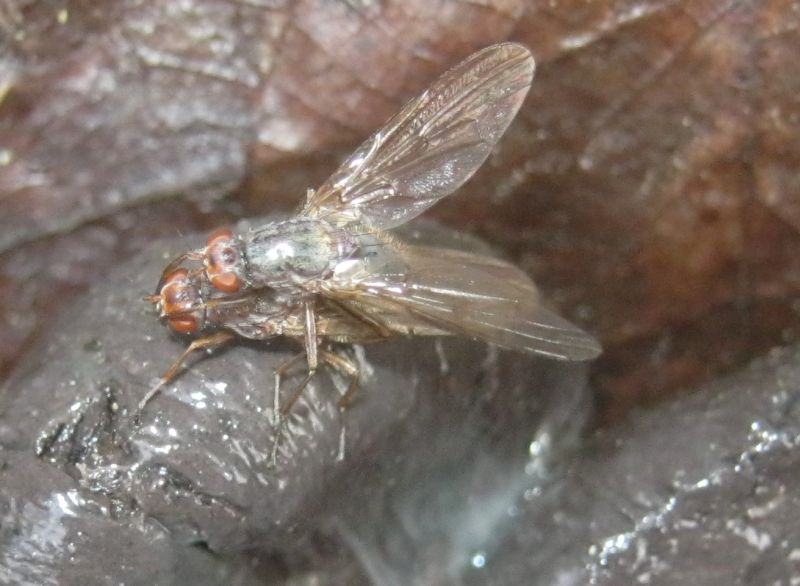 coppia su feci cinghiale: Dryomyza flaveola (Dryomyzidae)