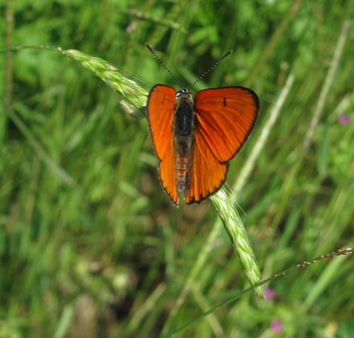 Lycaena dispar?