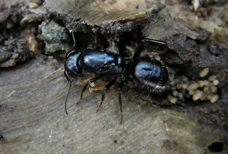 Camponotus vagus: regina fondatrice