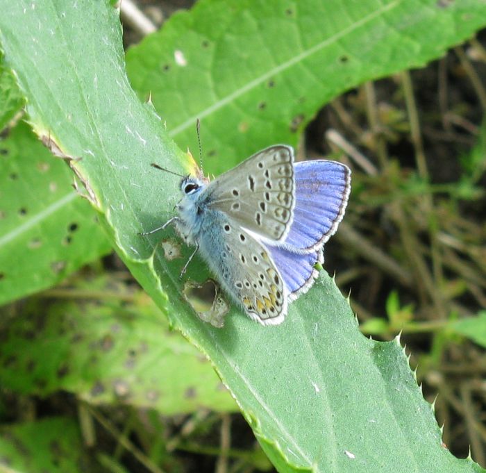  possibile identificarla?