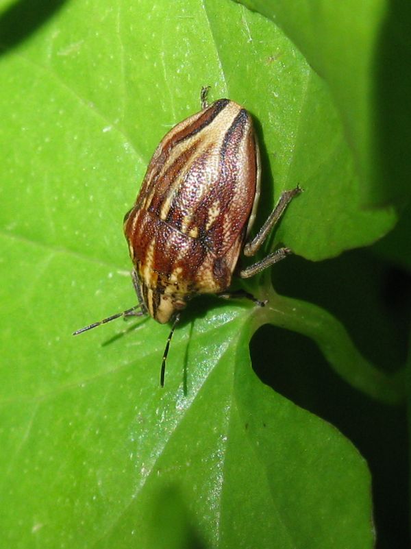 Scutelleridae: Odontotarsus purpureolineatus dell''Emilia