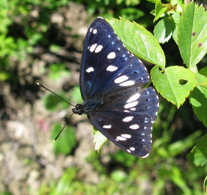 Limenitis reducta