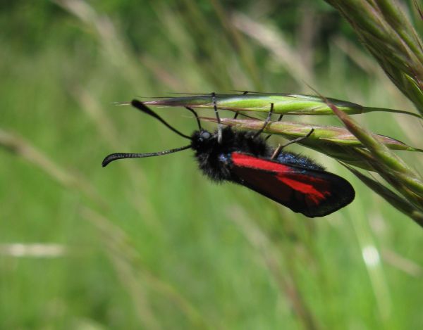 Mesembrynus purpuralis ?