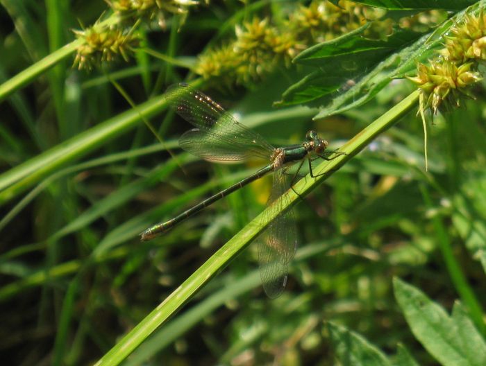 Chalcolestes  viridis?