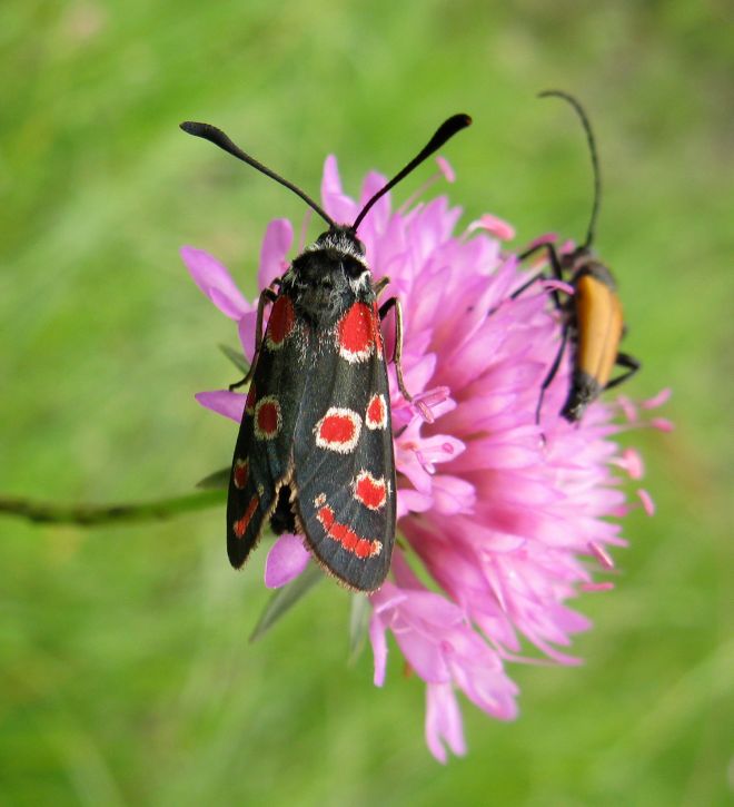 Agrumenia carniolica ?