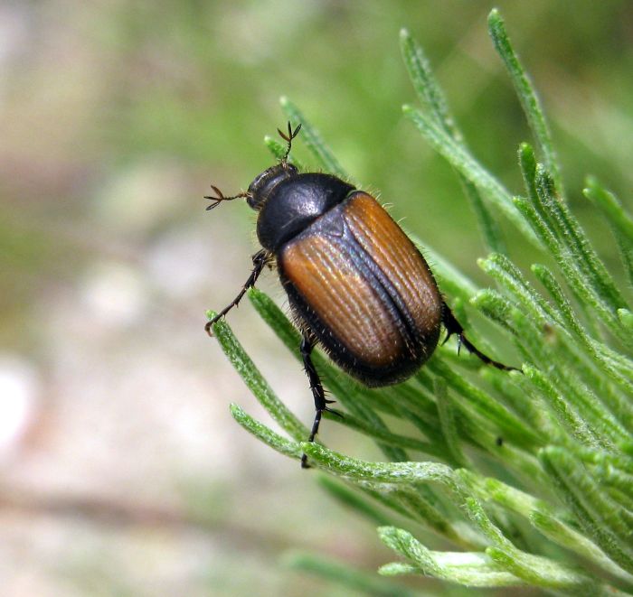 Omaloplia ruricola nicolasi