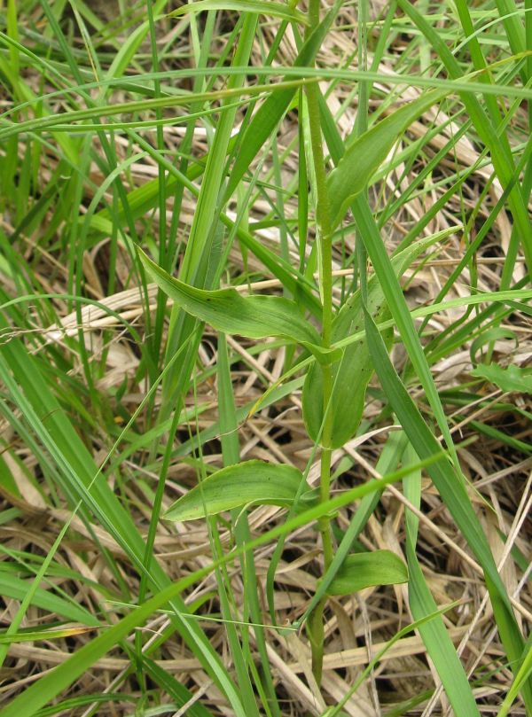 Epipactis muelleri