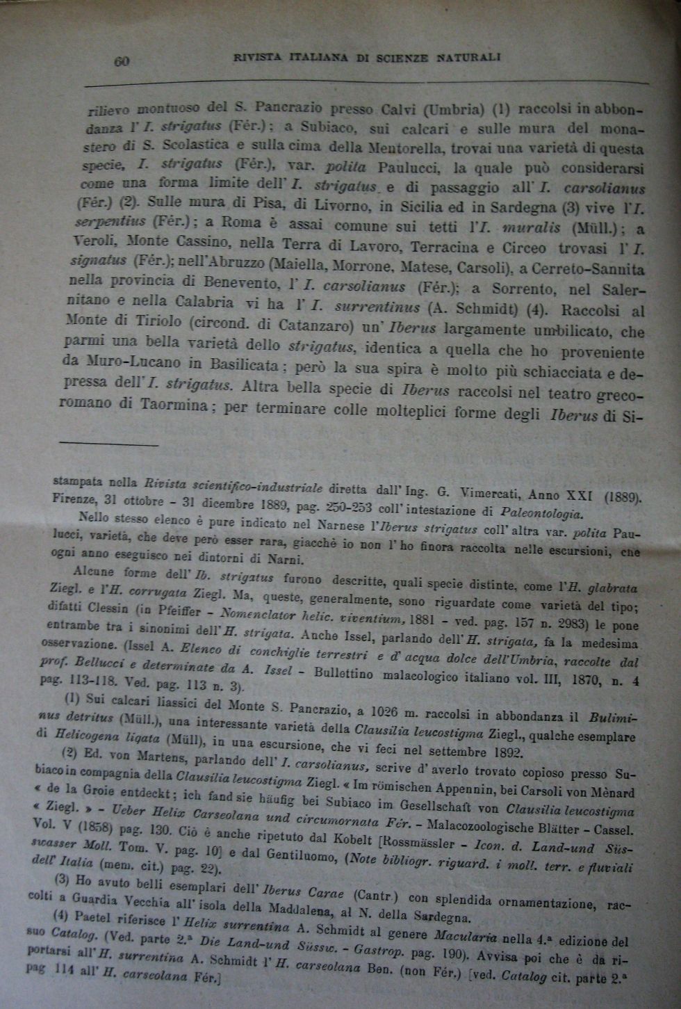 Meli Romolo , 1894 ,  Iberus signatus nella prv di Roma