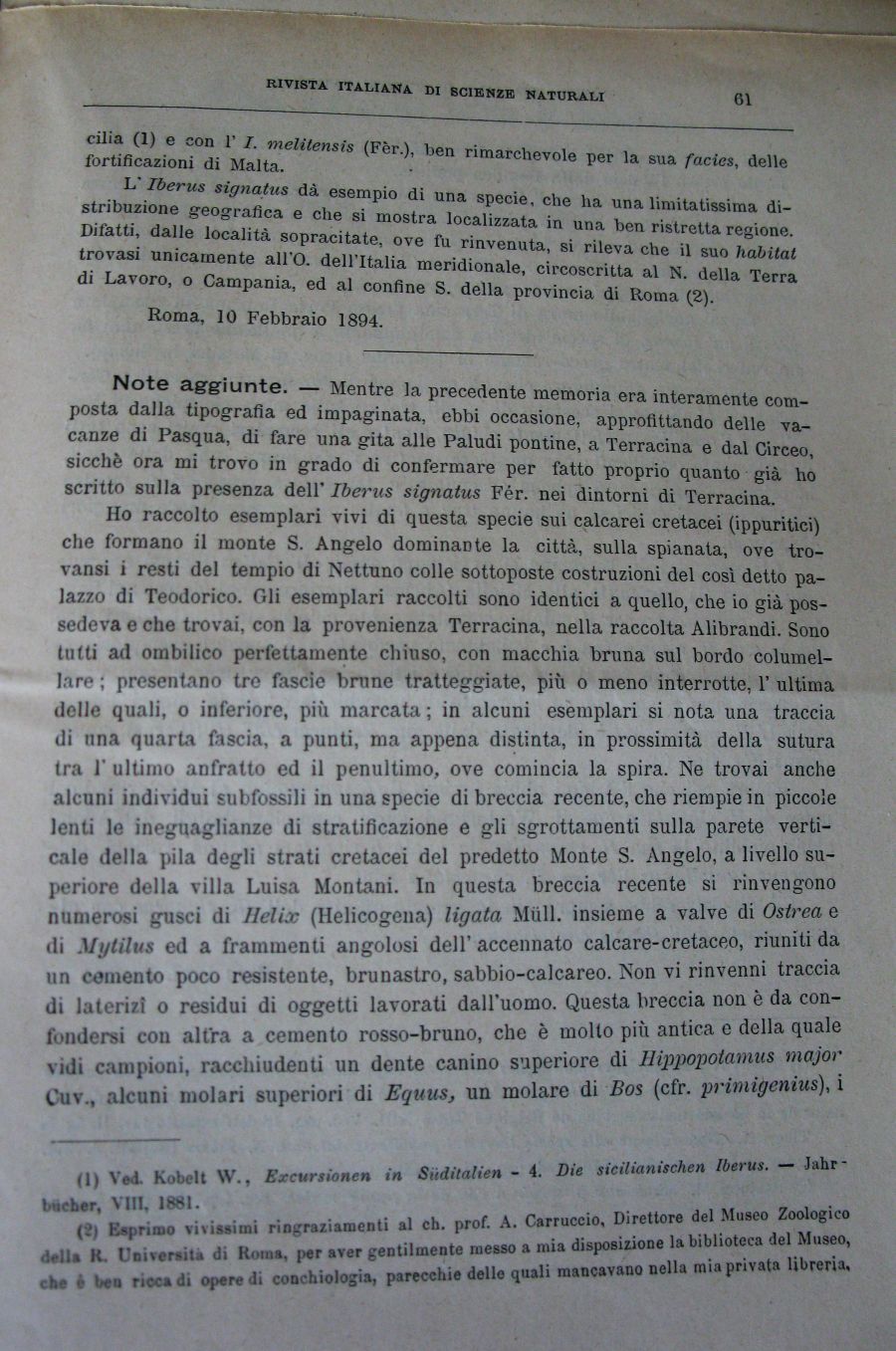 Meli Romolo , 1894 ,  Iberus signatus nella prv di Roma