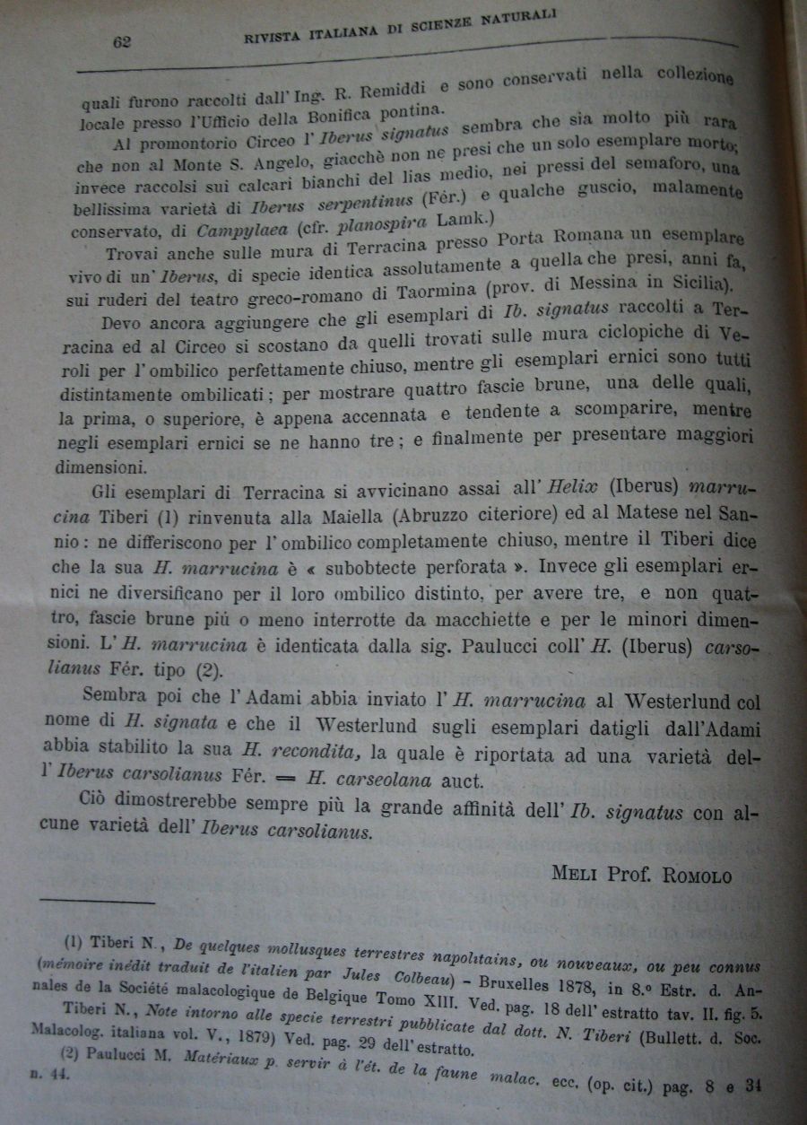 Meli Romolo , 1894 ,  Iberus signatus nella prv di Roma