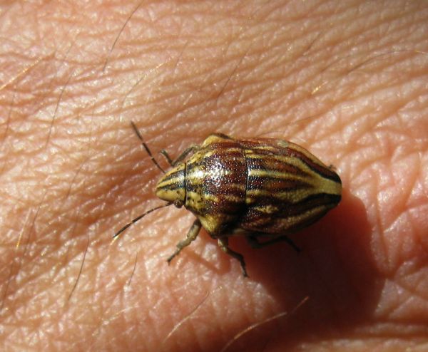 Scutelleridae: Odontotarsus purpureolineatus dell''Emilia