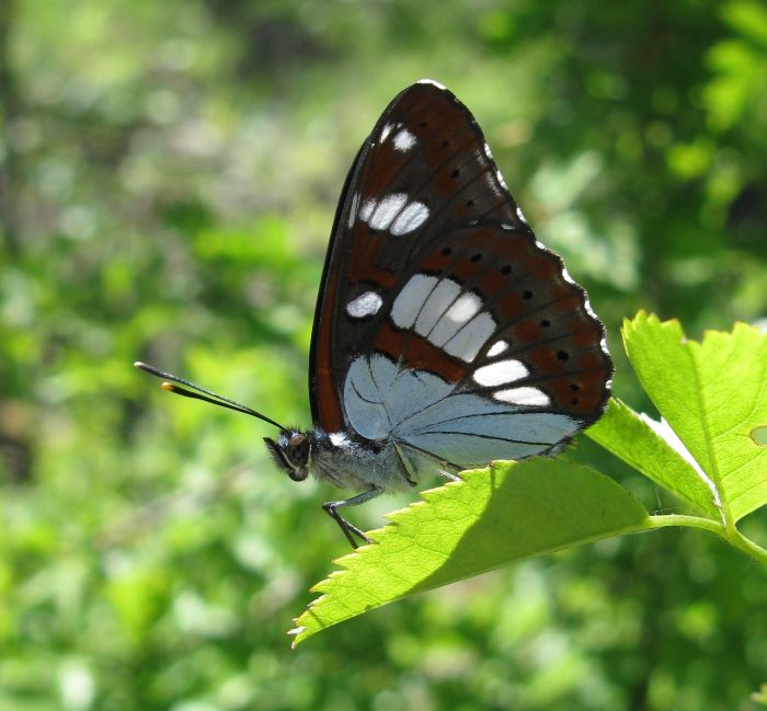 Limenitis reducta