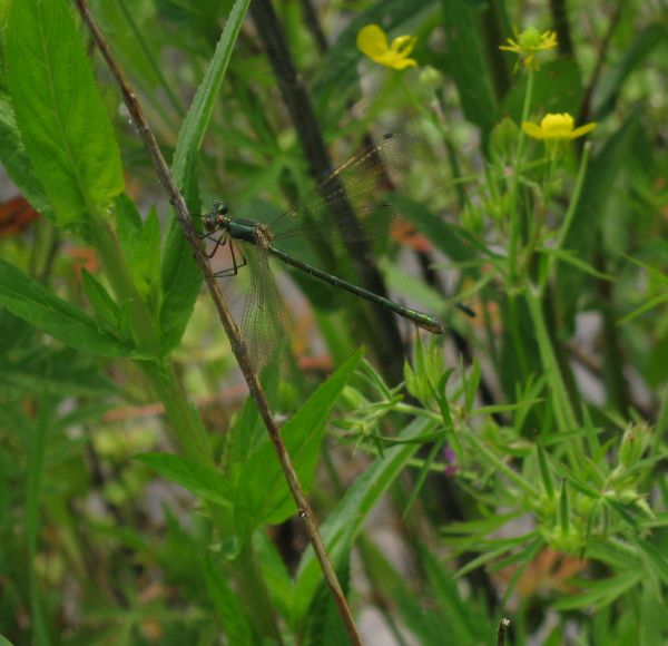 Chalcolestes  viridis?