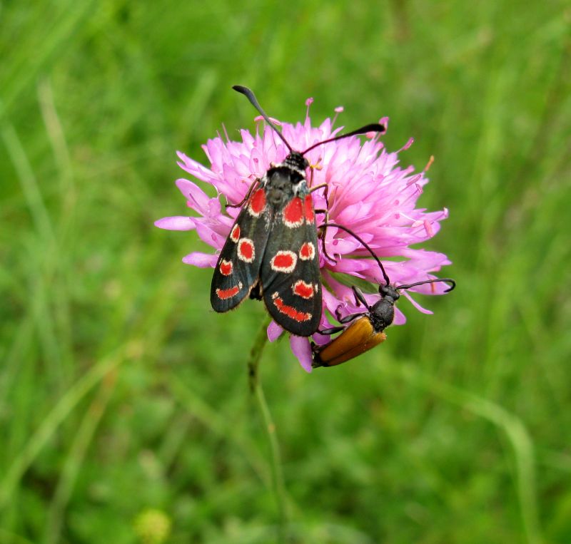 Agrumenia carniolica ?