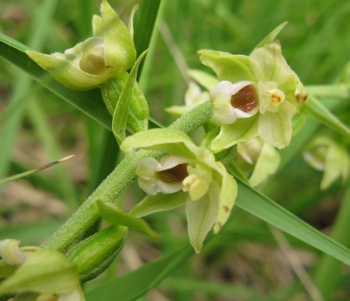 Epipactis muelleri