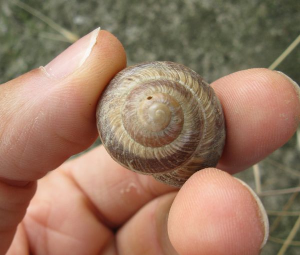 Helix cincta?