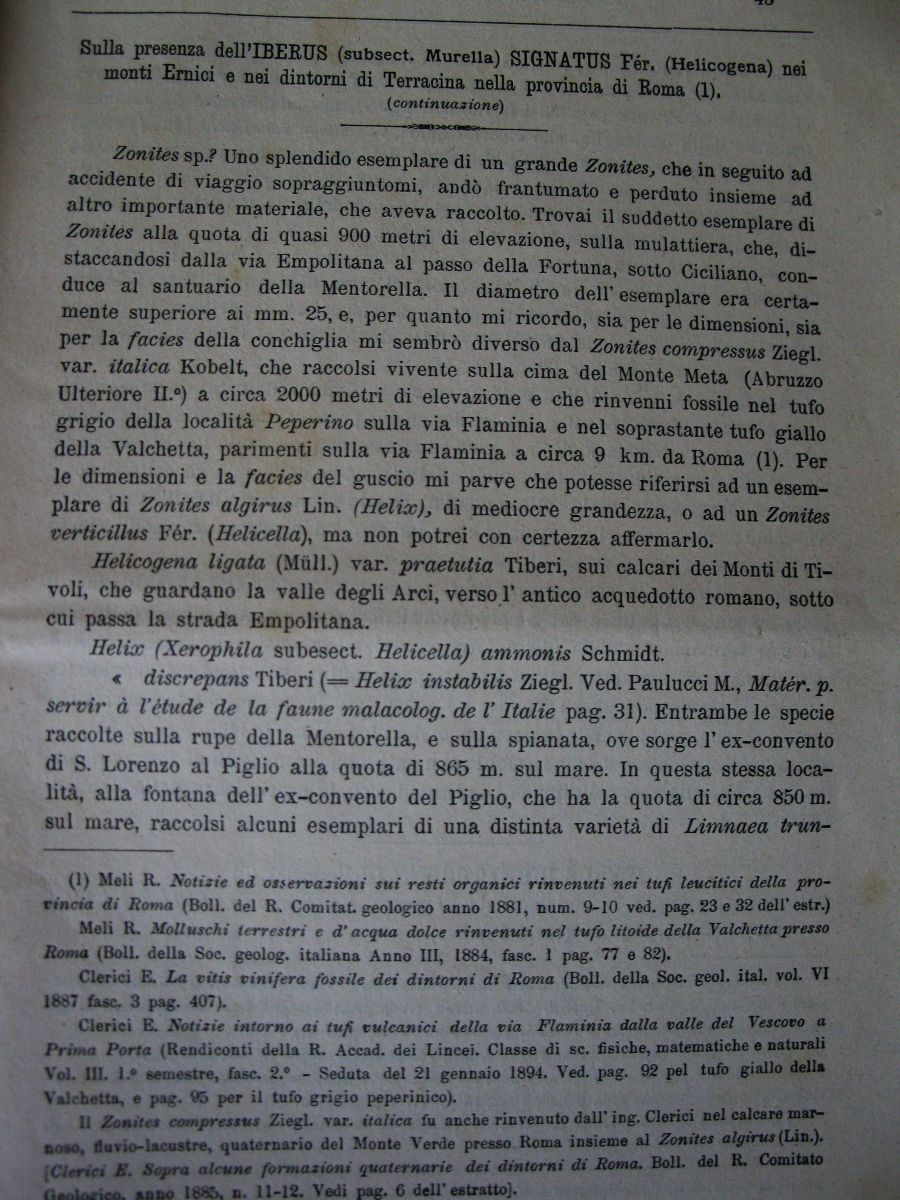 Meli Romolo , 1894 ,  Iberus signatus nella prv di Roma