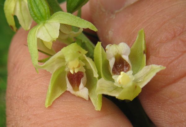 Epipactis muelleri